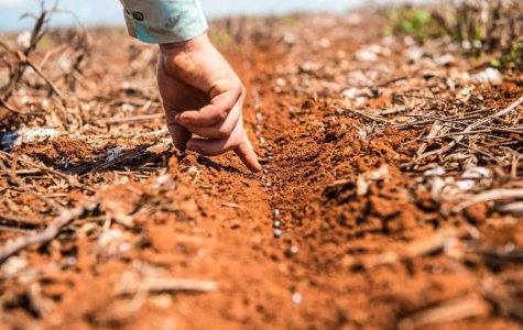 Soja: Plantio da safra brasileira 2022/23 atinge 4,5%, aponta Safras & Mercado